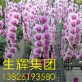 蝴蝶兰