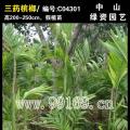 三药槟榔