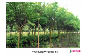 江西宜春：罗汉松热销 造林苗价格上涨