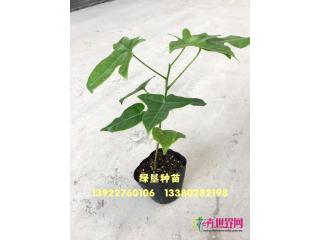 澳洲火焰树