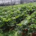 春羽/羽裂喜林芋/喜树蕉