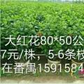 大红花
