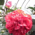 茶花 云斑大元帅