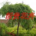 花卉租摆