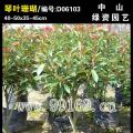 琴叶珊瑚