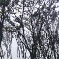 香樟