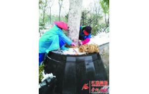 对抗寒潮 合肥两万余株苗木穿上了“棉袄” 对抗寒潮 合肥两万余株苗木穿上了“棉袄”