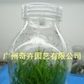 龙血树