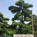 台湾罗汉松