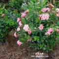 粉黛龙船花球/进口粉花龙船花球