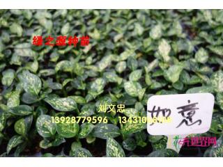 如意粗勒草