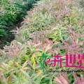 木荷