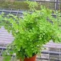 其它观花植物
