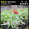 繁星花