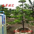 台湾罗汉松