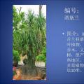 酒瓶兰