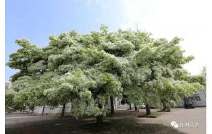 干货 | 北京市公布的161种耐旱明星植物