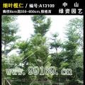 细叶榄仁