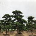 罗汉松