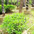 非洲茉莉