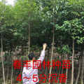 沉香树