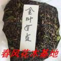 金叶女贞