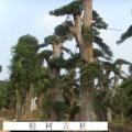榆树