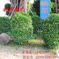 非洲茉莉