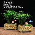 夏日时光（袖珍椰子）