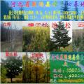 白桦树，樟子松，蒙古栎
