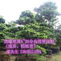台湾罗汉松