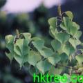 乌桕