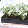 合果芋