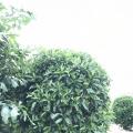 非洲茉莉