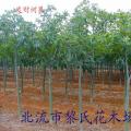 发财树