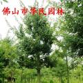大腹木棉