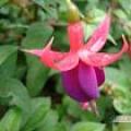 吊灯花