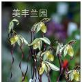 拖鞋兰[菲律宾兜]