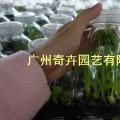 粉蕉