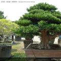 山採罗汉松盆景