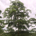 细叶榄仁