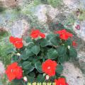 凤仙花