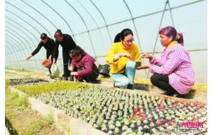 苗木种植助残助困