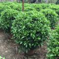 非洲茉莉