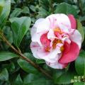 花露珍