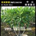 非洲茉莉