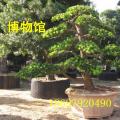 罗汉松