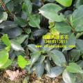 茶花