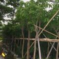 大叶紫薇
