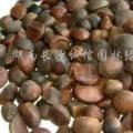 油茶种子